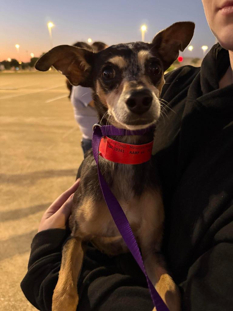 Enlarge Biscayne, a Adoptable Miniature Pinscher in College Station, TX image 2/3