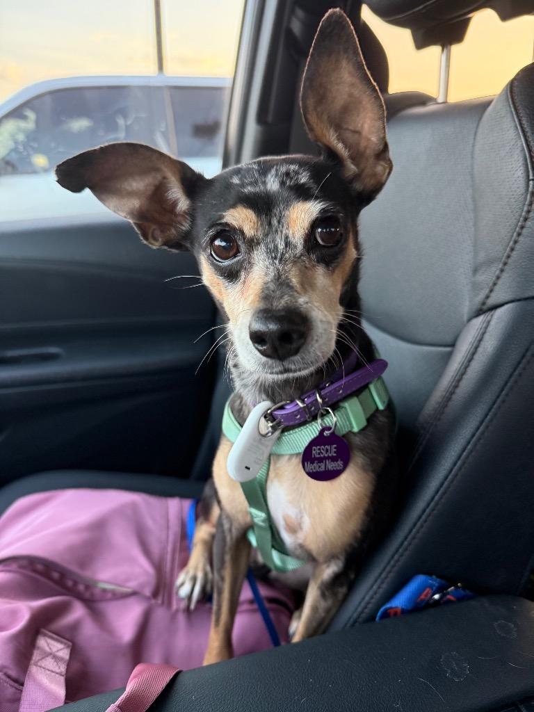 Enlarge Biscayne, a Adoptable Miniature Pinscher in College Station, TX image 3/3