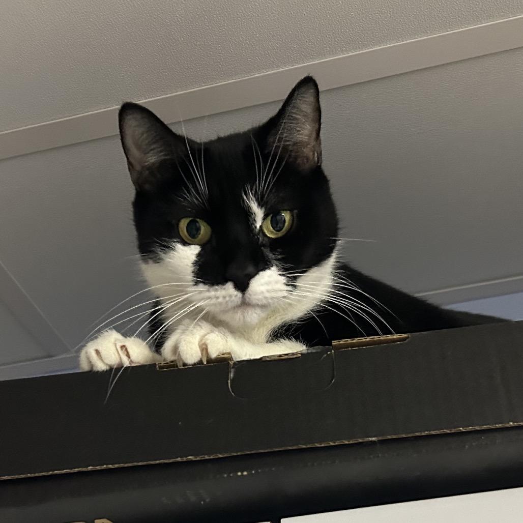 Enlarge Pringles, a Adoptable Domestic Short Hair in Oyster Bay, NY image 1/3