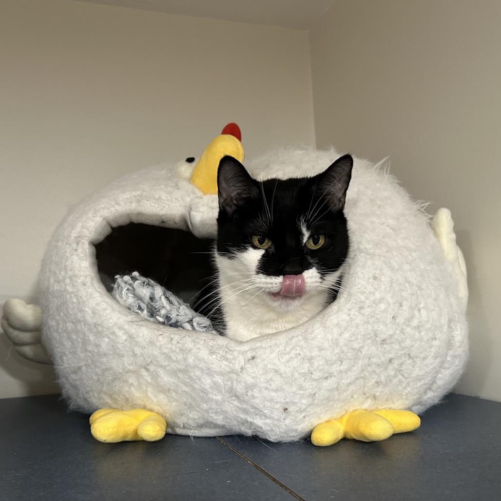 Enlarge Pringles, a Adoptable Domestic Short Hair in Oyster Bay, NY image 2/5