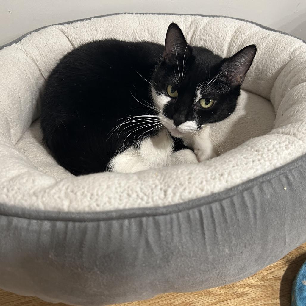 Pringles — thumbnail 3