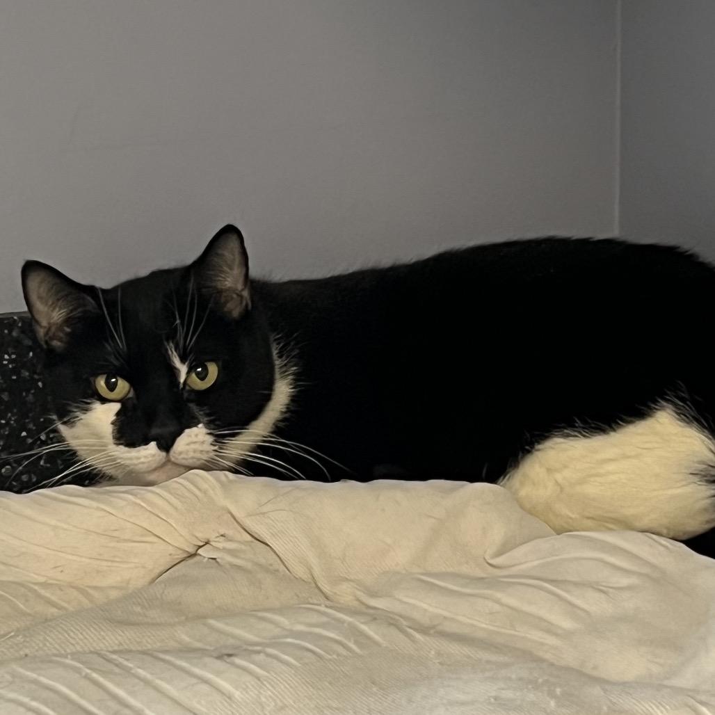 Enlarge Pringles, a Adoptable Domestic Short Hair in Oyster Bay, NY image 2/3