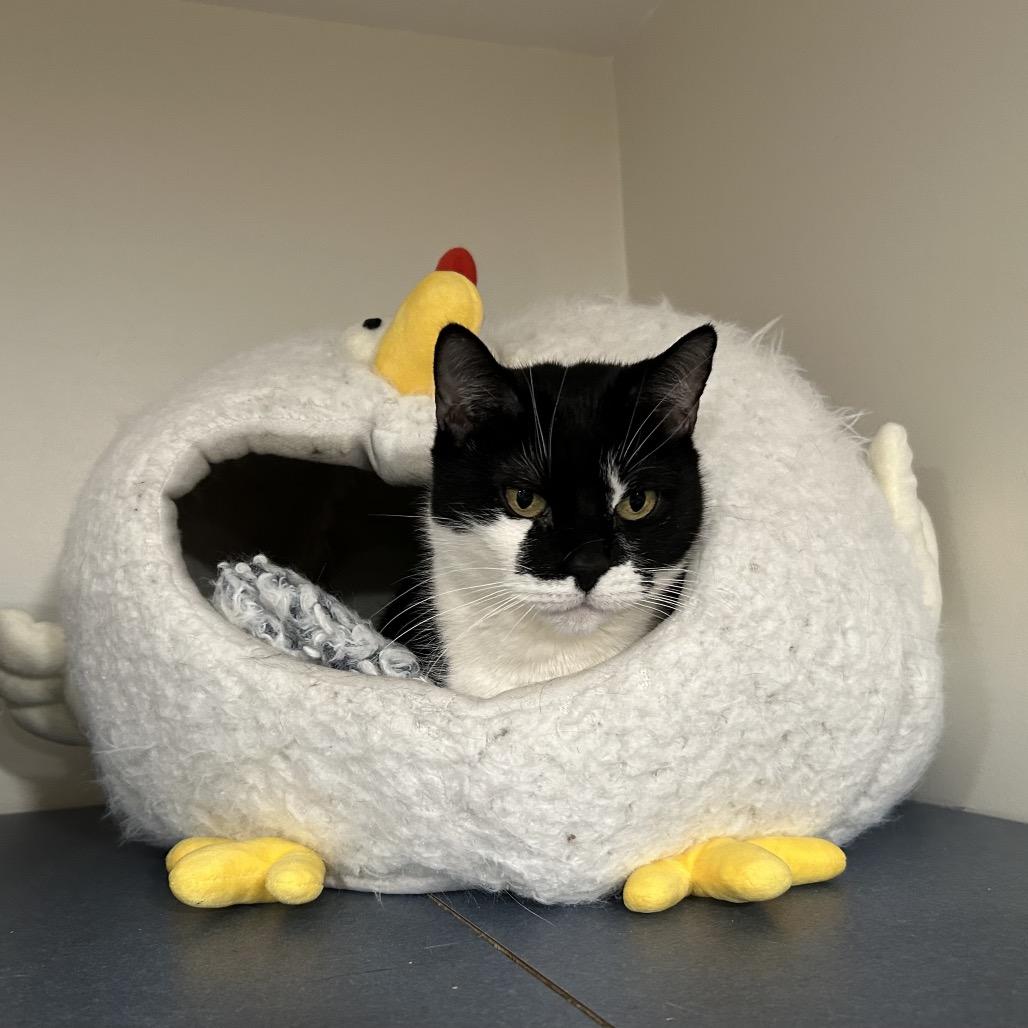 Enlarge Pringles, a Adoptable Domestic Short Hair in Oyster Bay, NY image 4/5