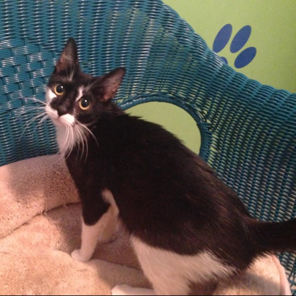 Pringles — thumbnail 6