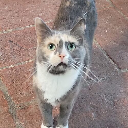 Prairie — thumbnail 2