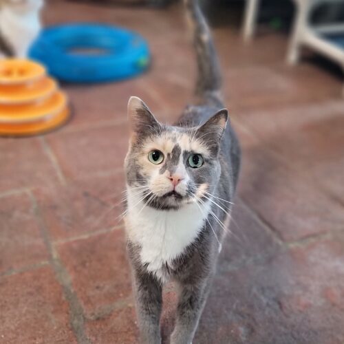 Prairie — thumbnail 5