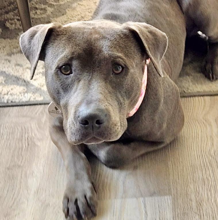 Enlarge Rosey, an adopted mixed breed in Mead, CO image 1/1