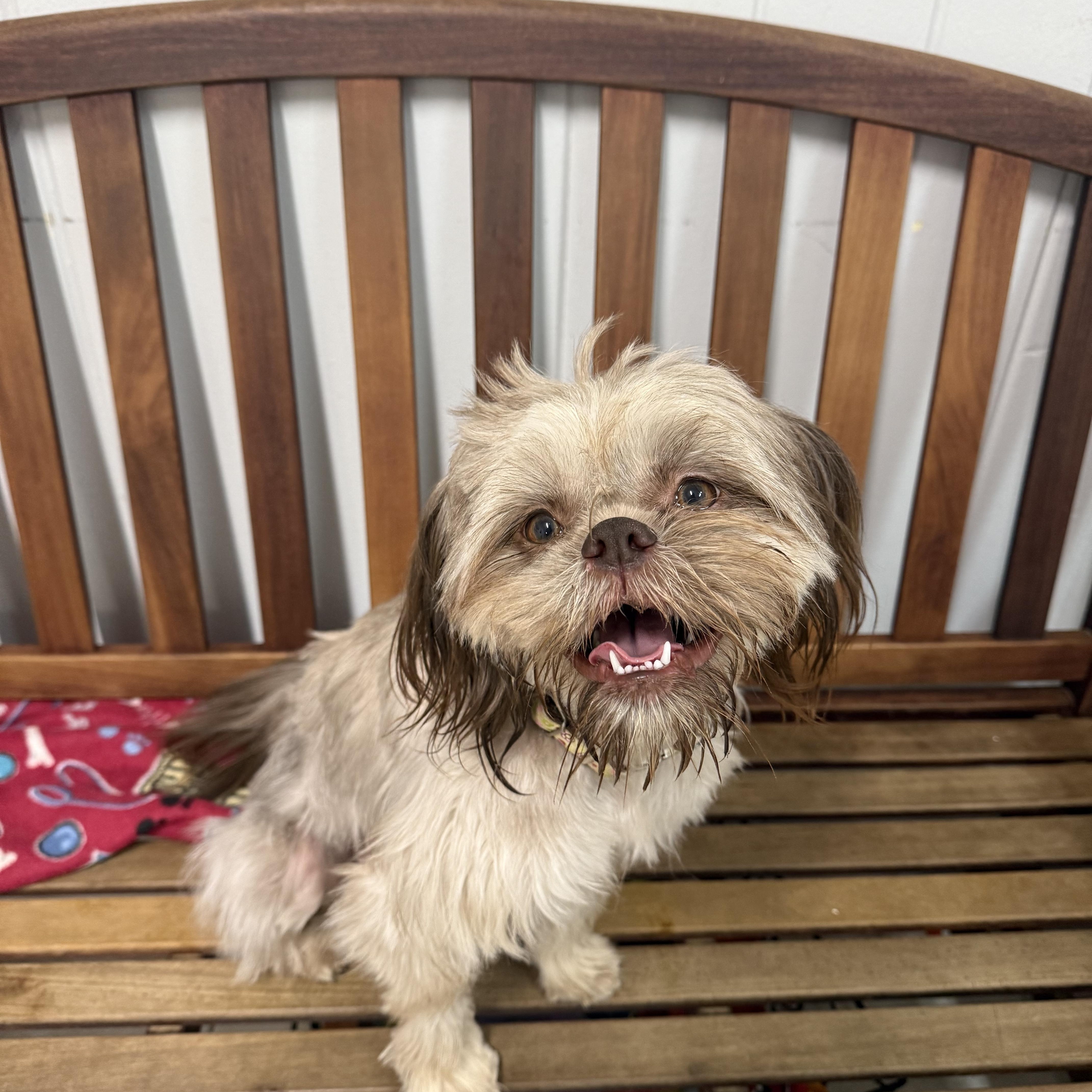 Enlarge Coco, a ADOPTABLE mixed breed in Hendersonville, TN image 1/1