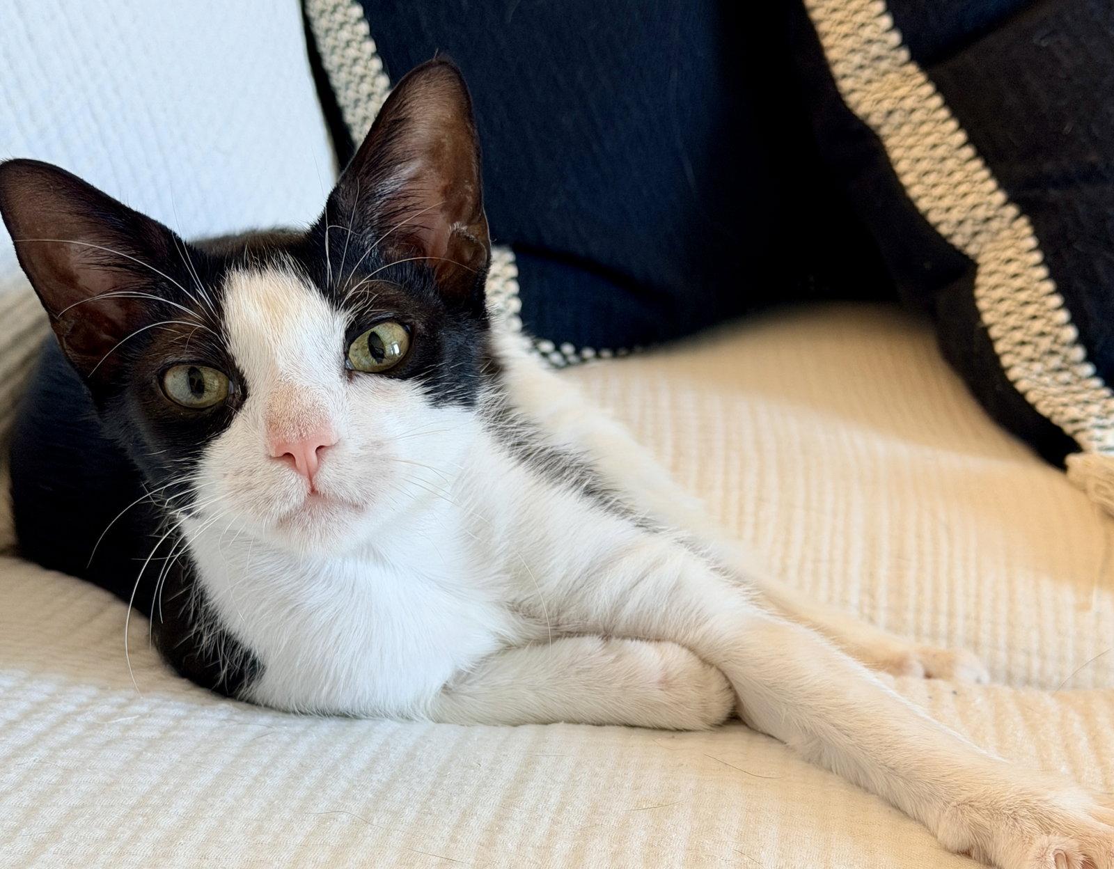 Phooey, Adoptable, Young Male Domestic Short Hair.
