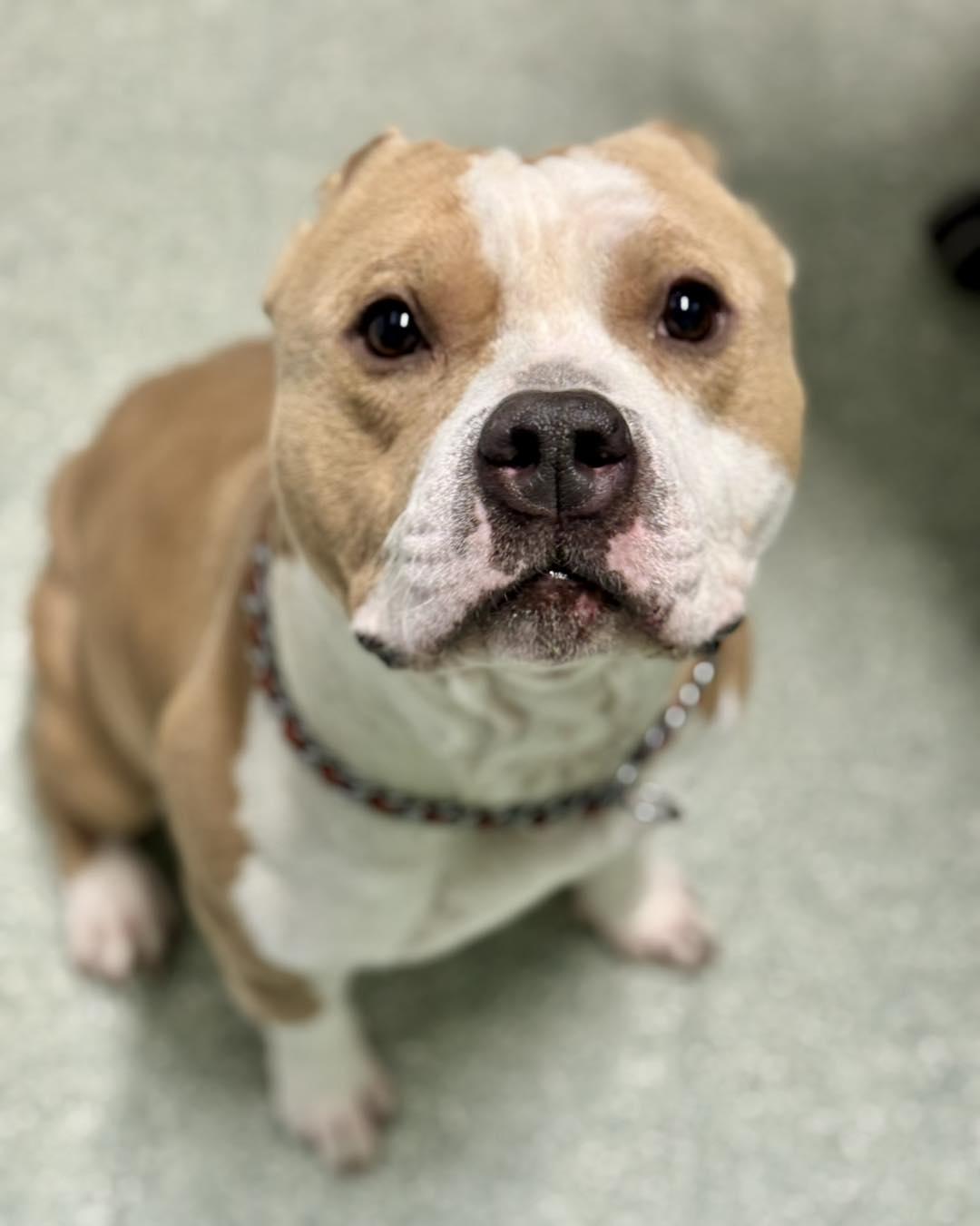 Enlarge Cash, a ADOPTABLE mixed breed in Passaic, NJ image 3/4