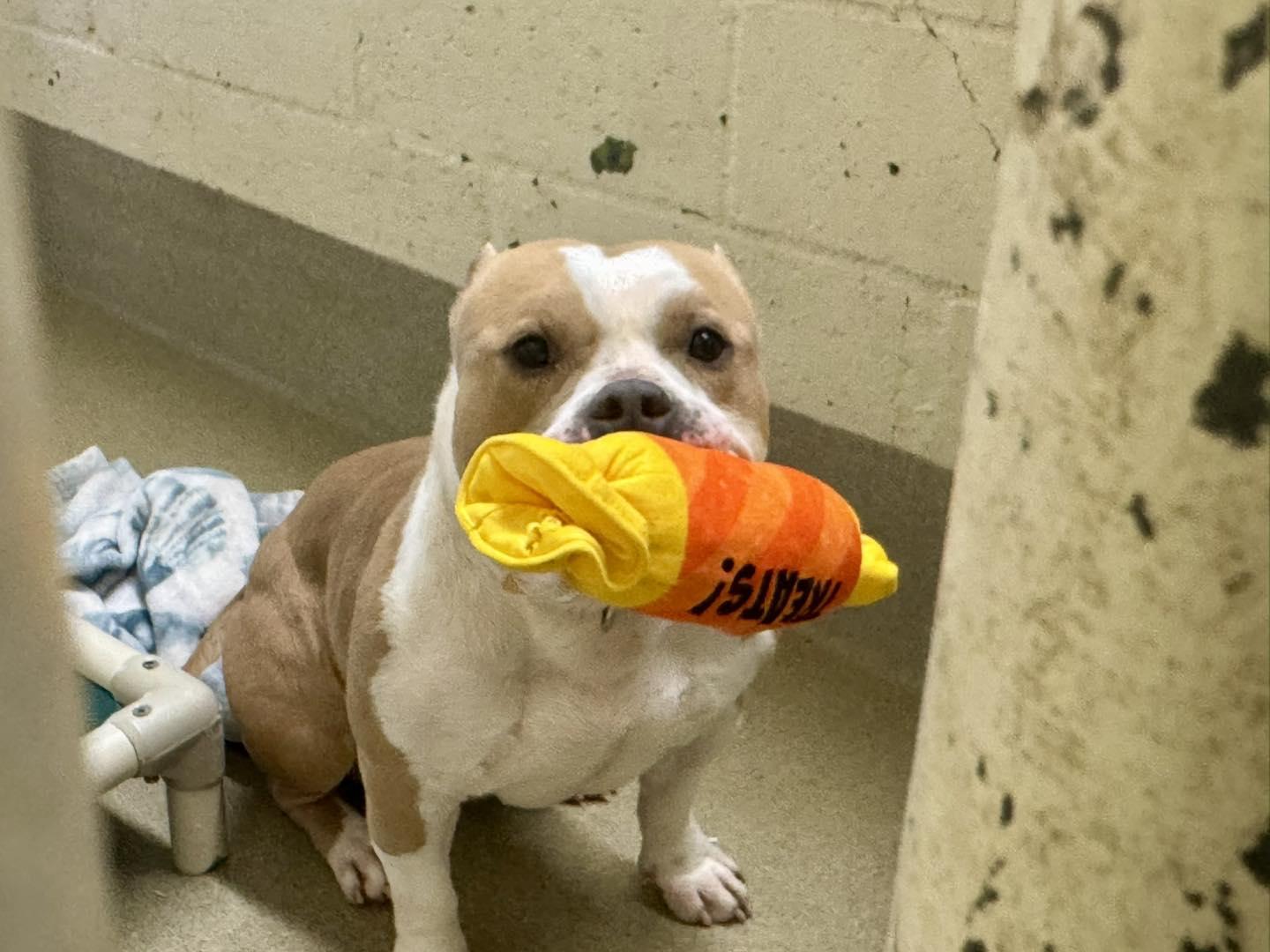 Cash, an adopted mixed breed in Passaic, NJ image 1/5