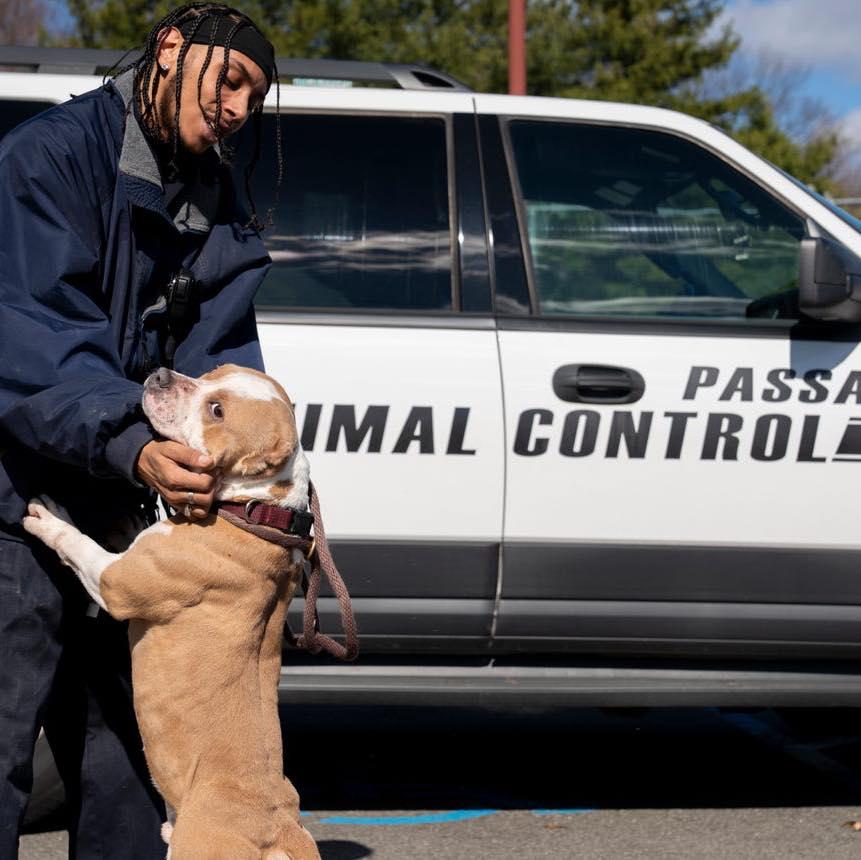 Enlarge Cash, a ADOPTABLE mixed breed in Passaic, NJ image 2/4