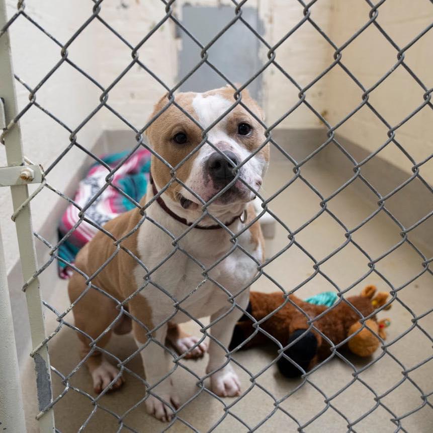 Cash, ADOPTABLE, Adult Male Pit Bull Terrier.