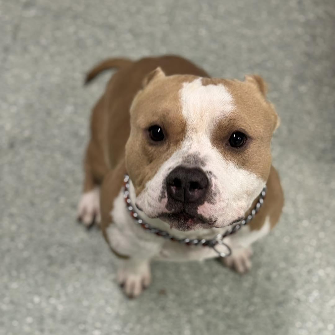 Enlarge Cash, a ADOPTABLE mixed breed in Passaic, NJ image 4/4