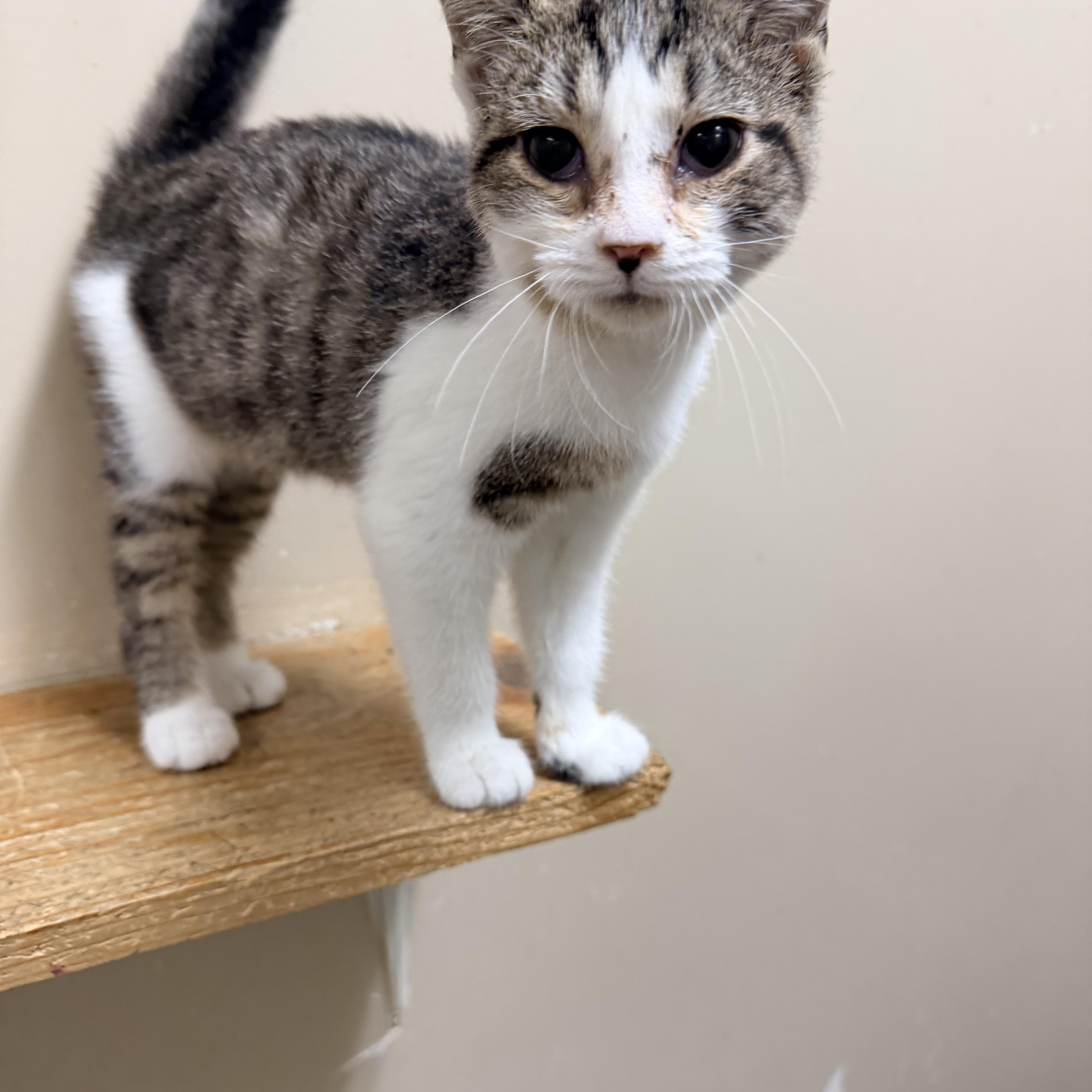 Enlarge Noah, a Adopted Domestic Short Hair in Logan, OH image 1/1