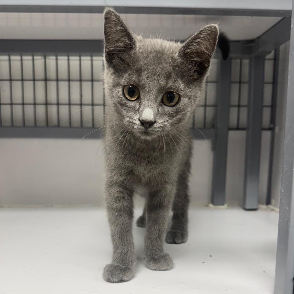 Rolly, Adoptable, Kitten Male Russian Blue.