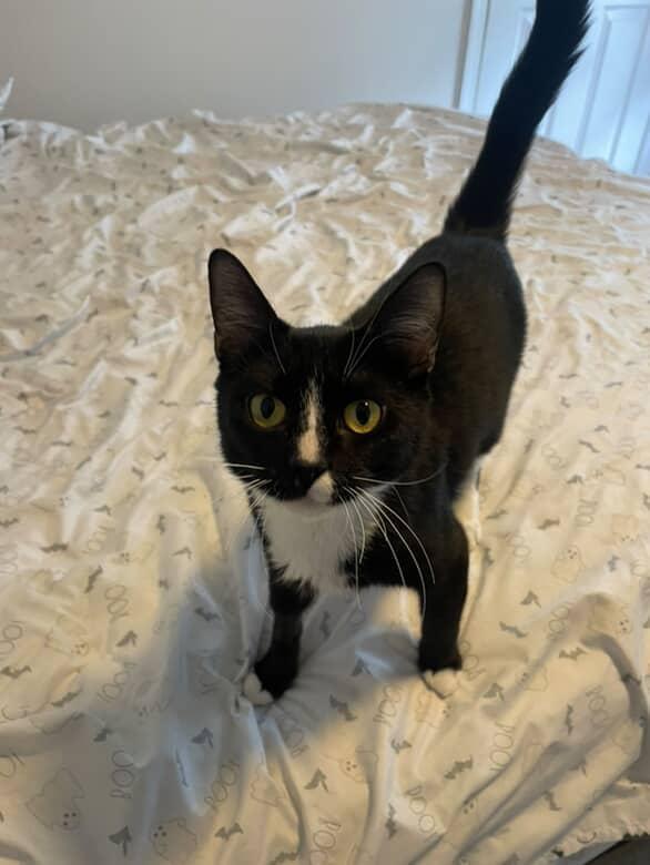 Celeste Tippy Toes 2