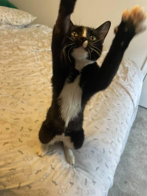 Celeste Tippy Toes 5
