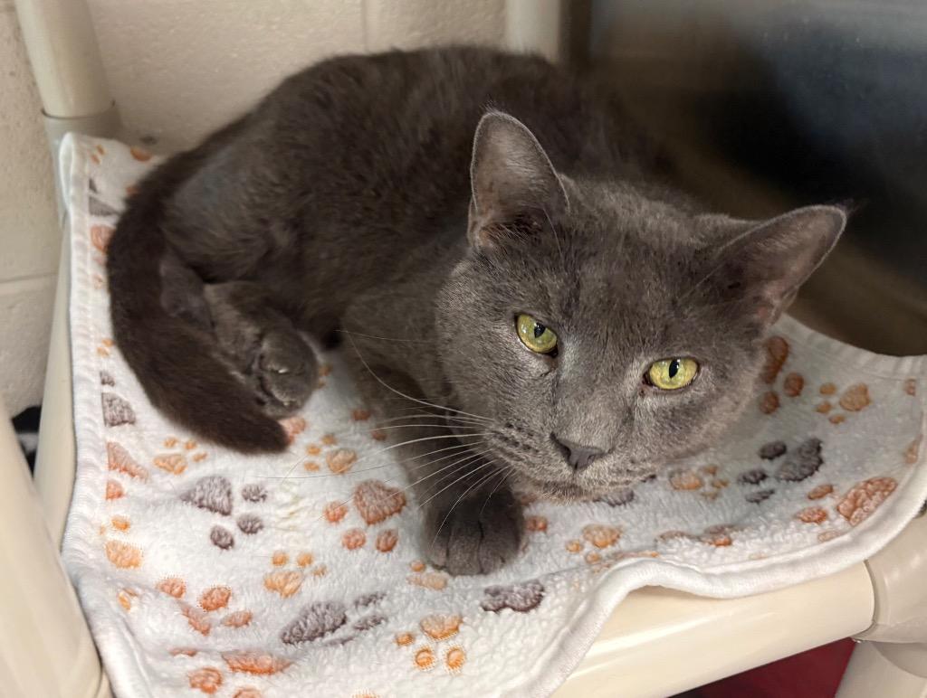 Nathaniel (Natasha), Adoptable, Young Male Domestic Short Hair.