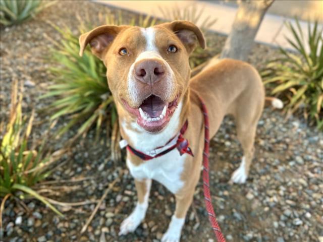 SUNRISE, Adoptable, Adult Female Pit Bull Terrier & Mixed Breed.