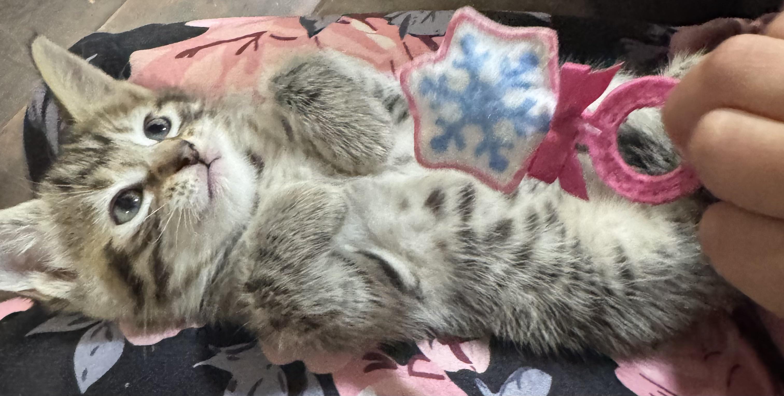 Enlarge Tobi, an adopted Tabby in Bayonne, NJ image 2/3