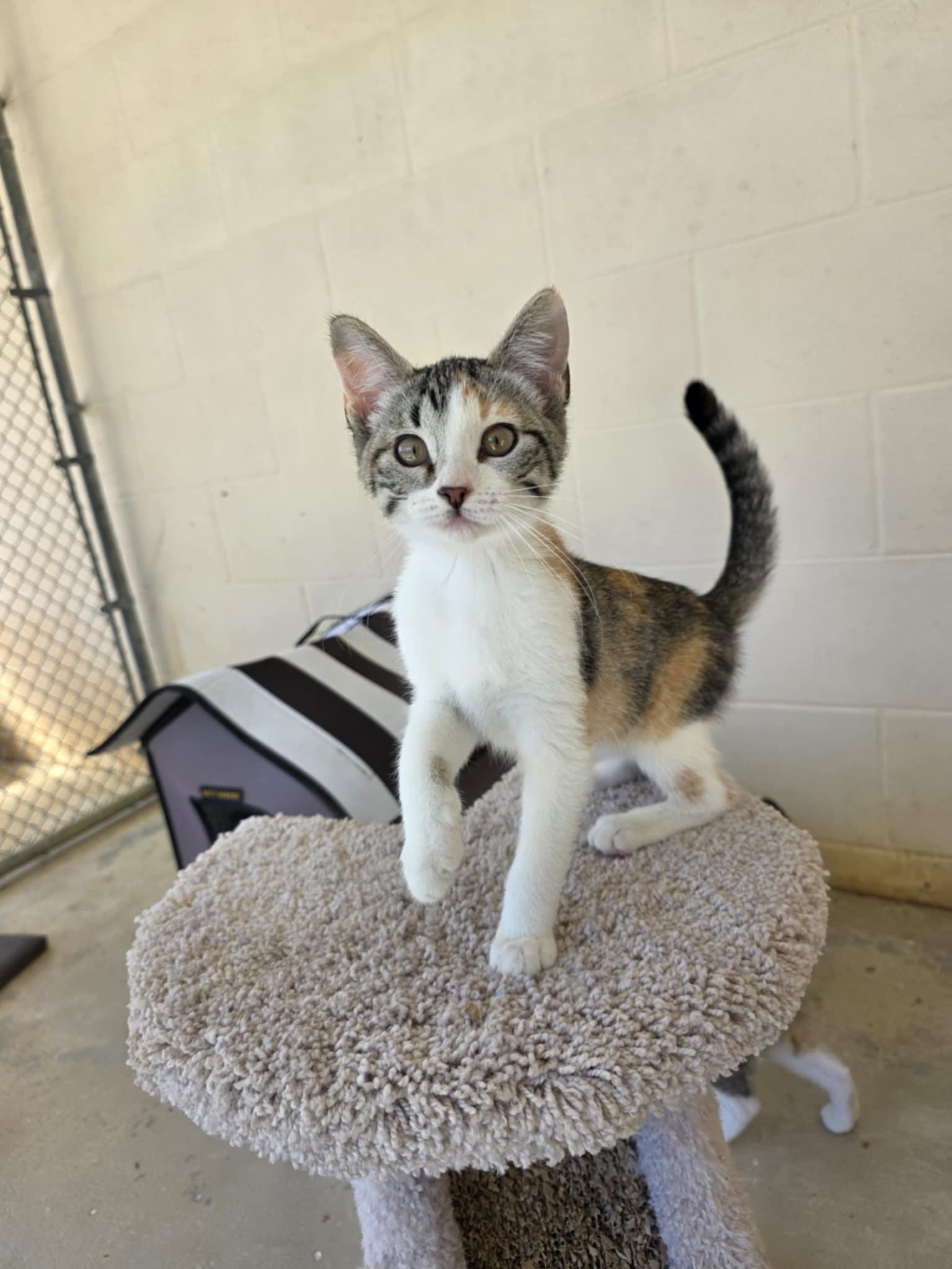 Clementine, ADOPTABLE, Kitten Female Calico.