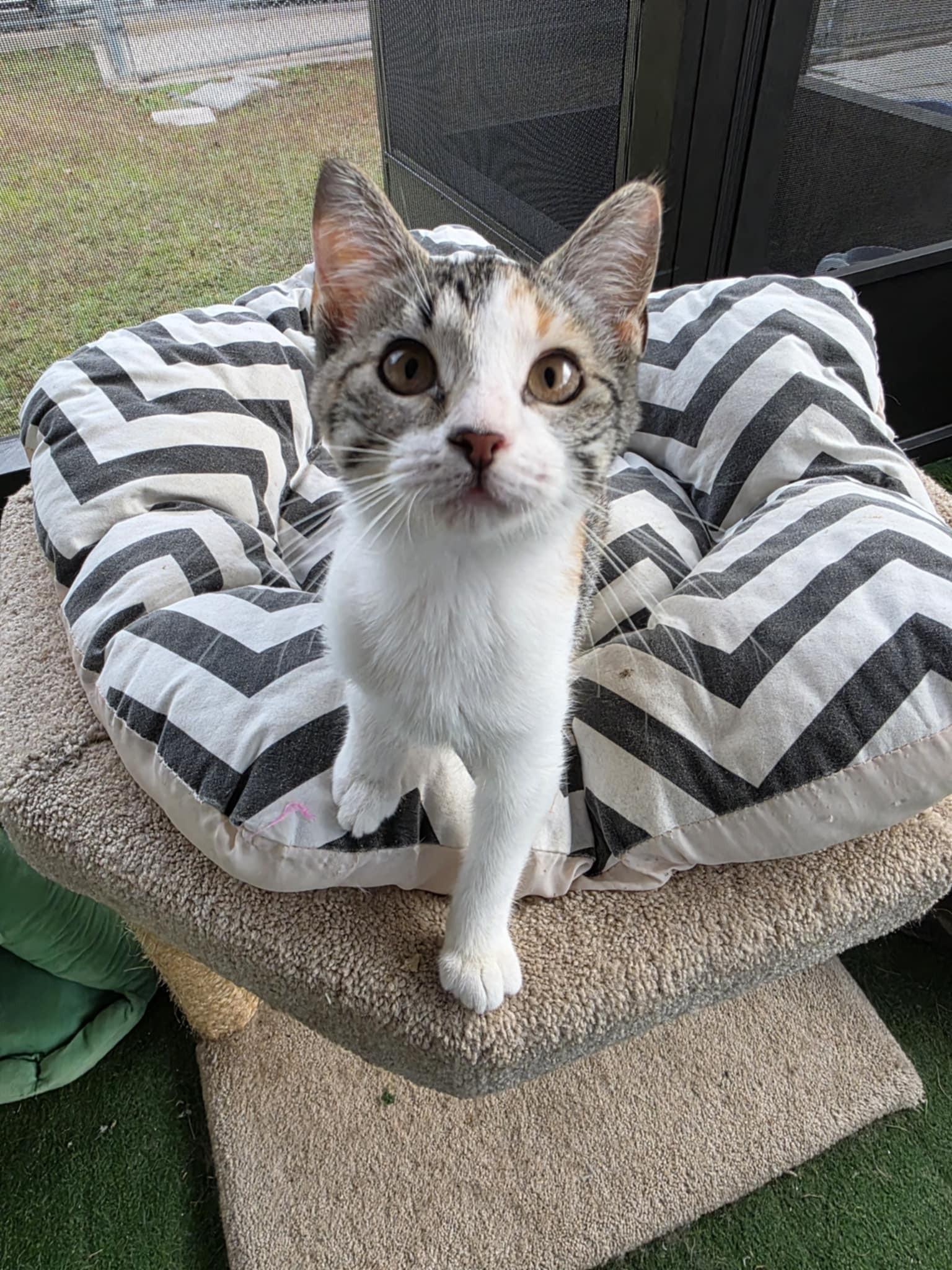 Enlarge Clementine, a ADOPTABLE Calico in Umatilla, FL image 2/4