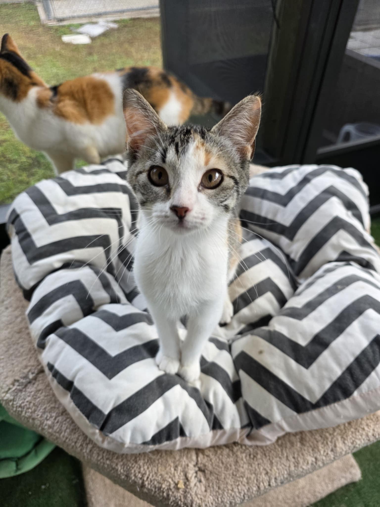 Enlarge Clementine, a ADOPTABLE Calico in Umatilla, FL image 4/4