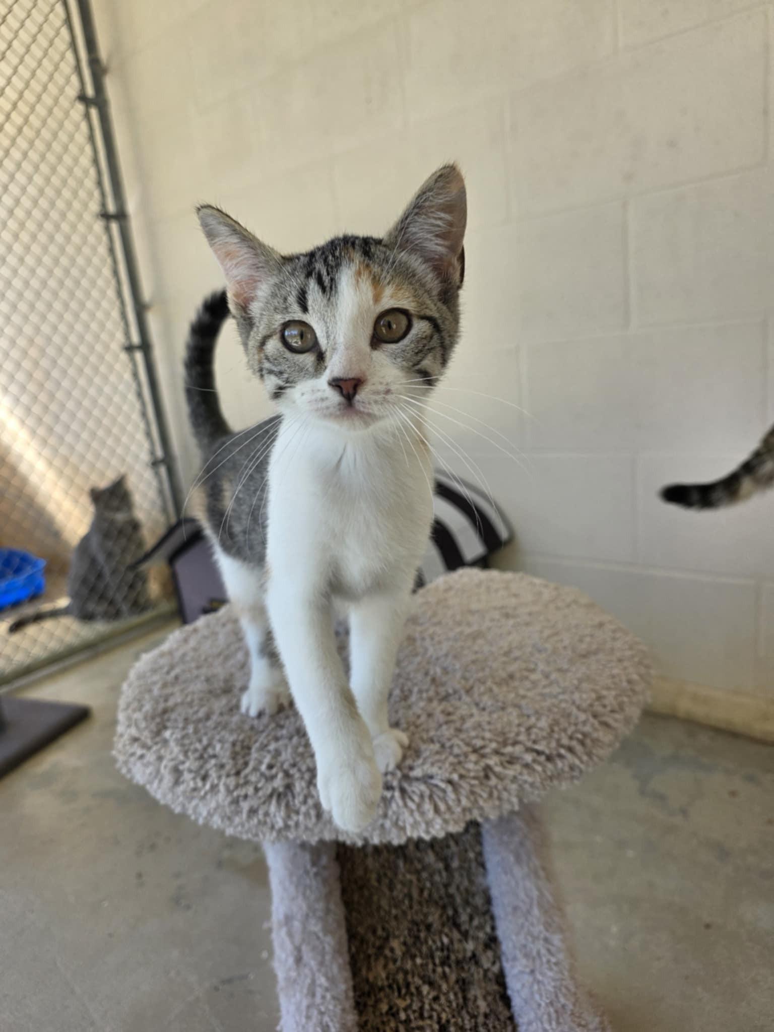 Enlarge Clementine, a ADOPTABLE Calico in Umatilla, FL image 3/4
