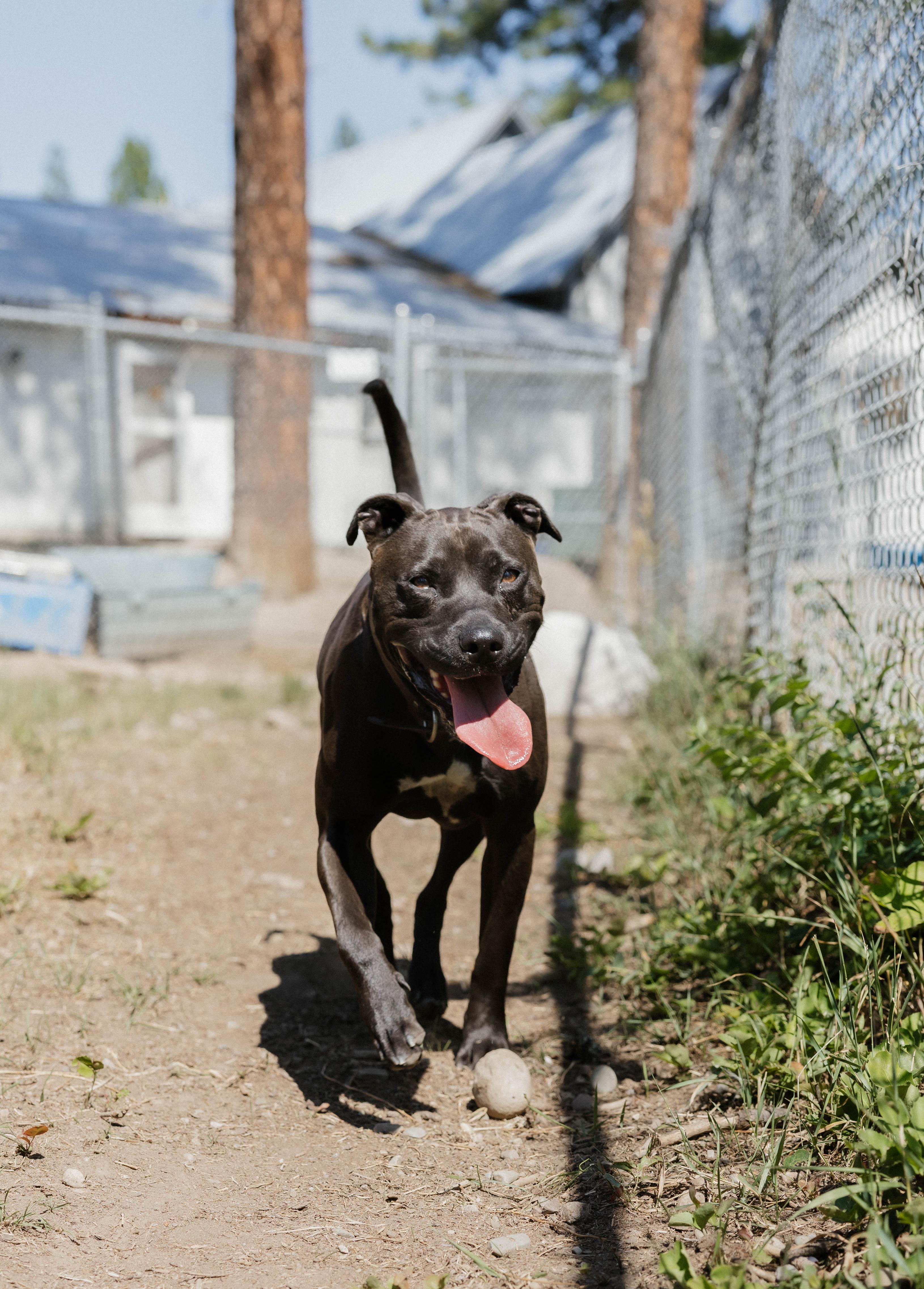 Wrigley, an adoptable Pit Bull Terrier in Libby, MT, 59923 | Photo Image 2