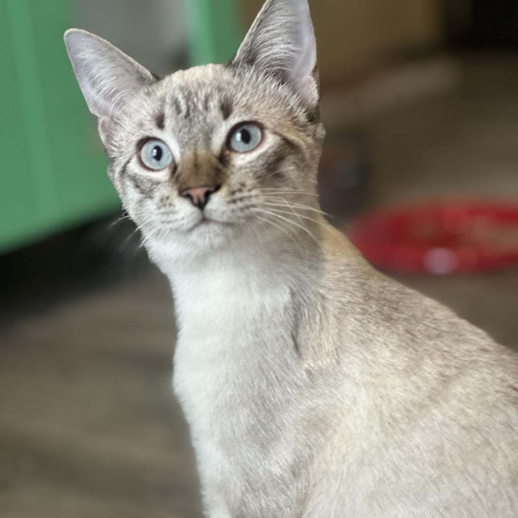 Button, Adoptable, Kitten Male Domestic Medium Hair & Siamese.