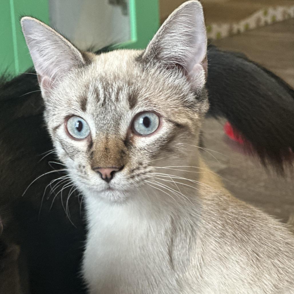 Enlarge Button, a Adoptable mixed breed in San Saba, TX image 5/5