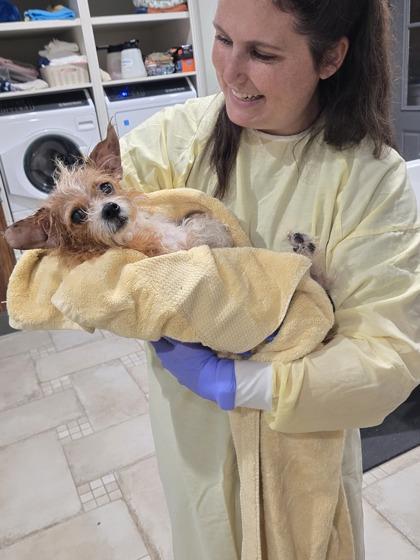 Minnie, Adoptable, Senior Female Terrier & Mixed Breed.