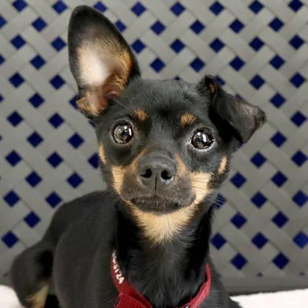 Dallas, Adoptable, Adult Female Chihuahua.