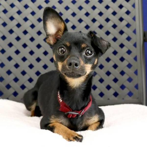 Dallas, a Adoptable mixed breed in Fort Davis, TX image 2/2