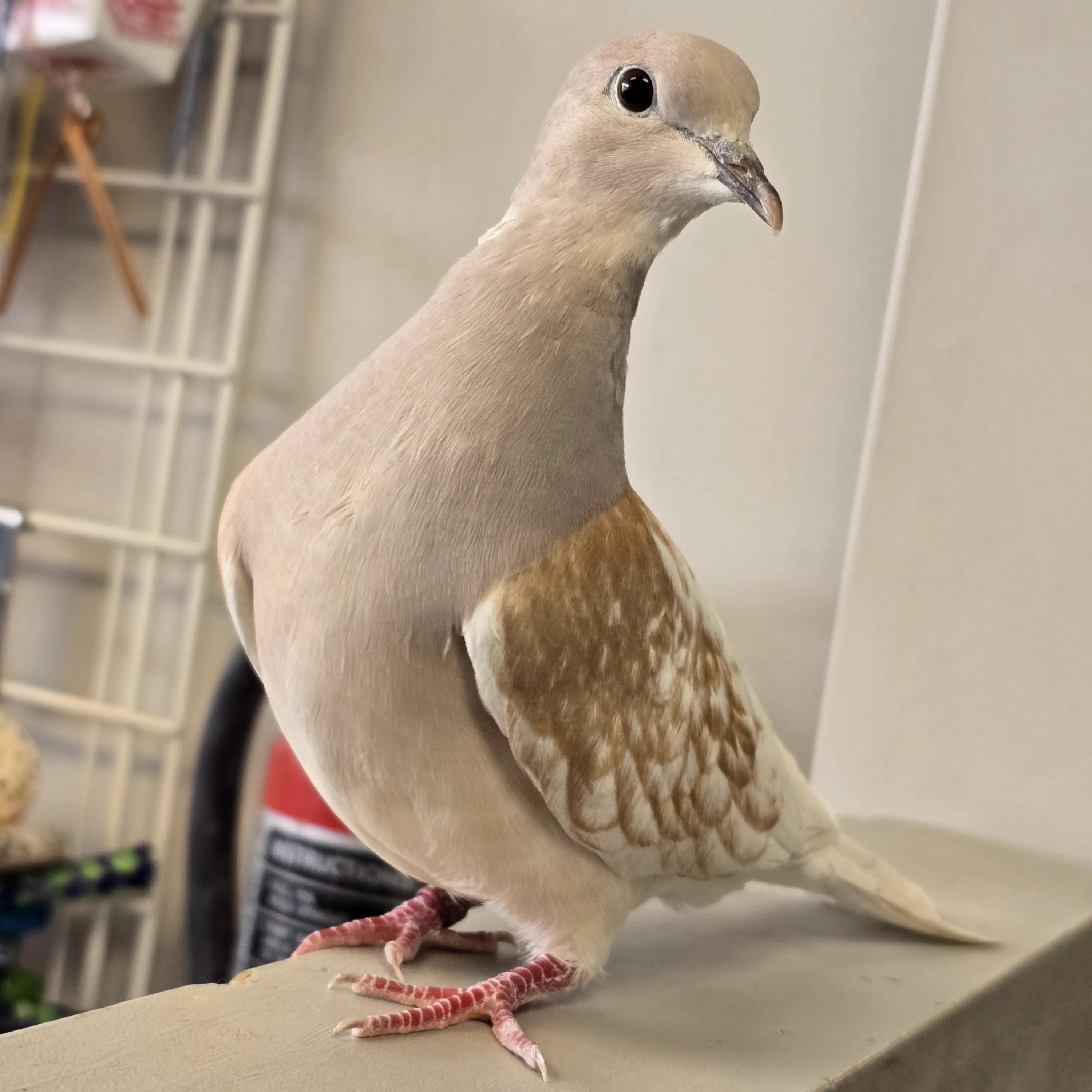 Enlarge Newt, an adopted mixed breed in Waukesha, WI image 2/4