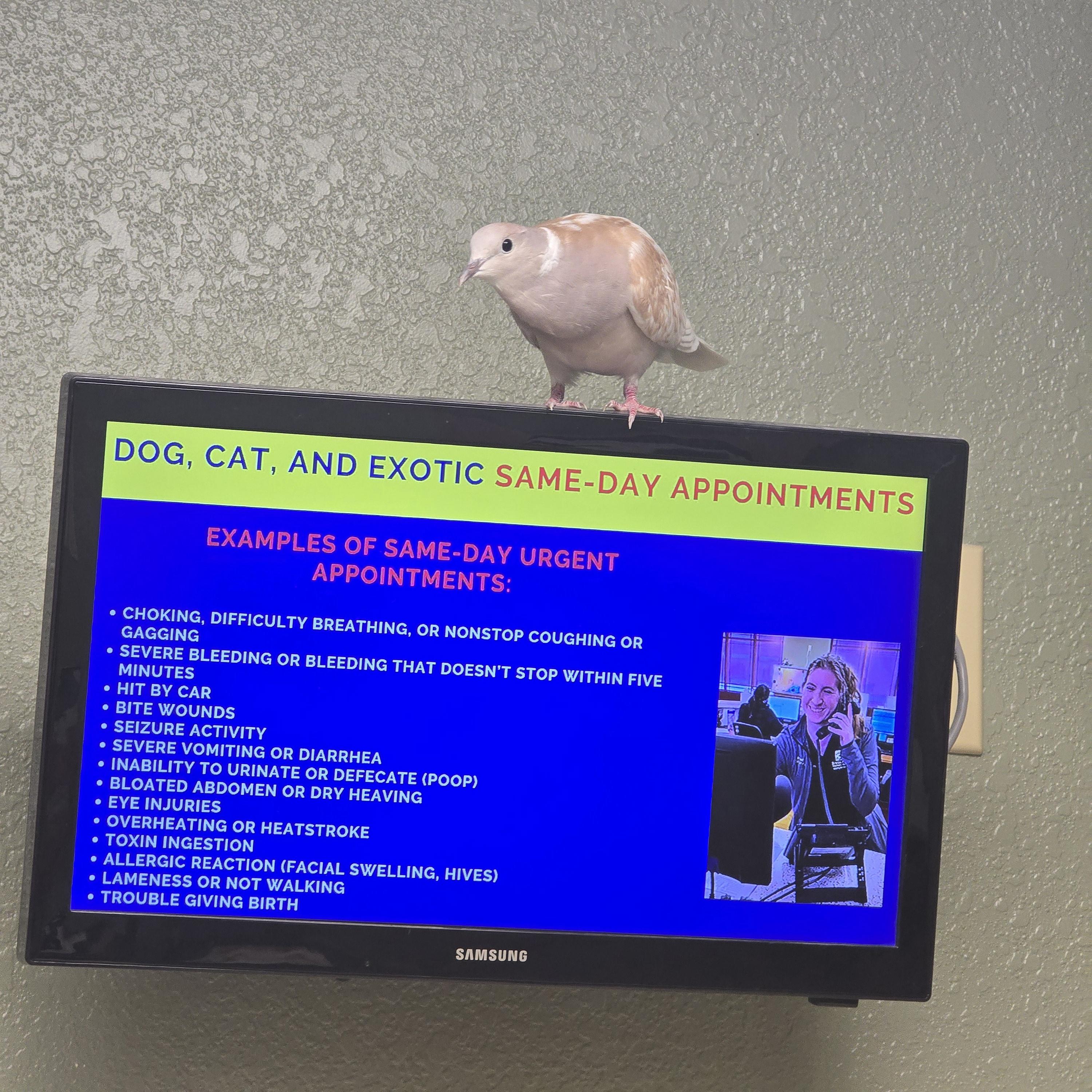 Enlarge Newt, an adopted mixed breed in Waukesha, WI image 3/4