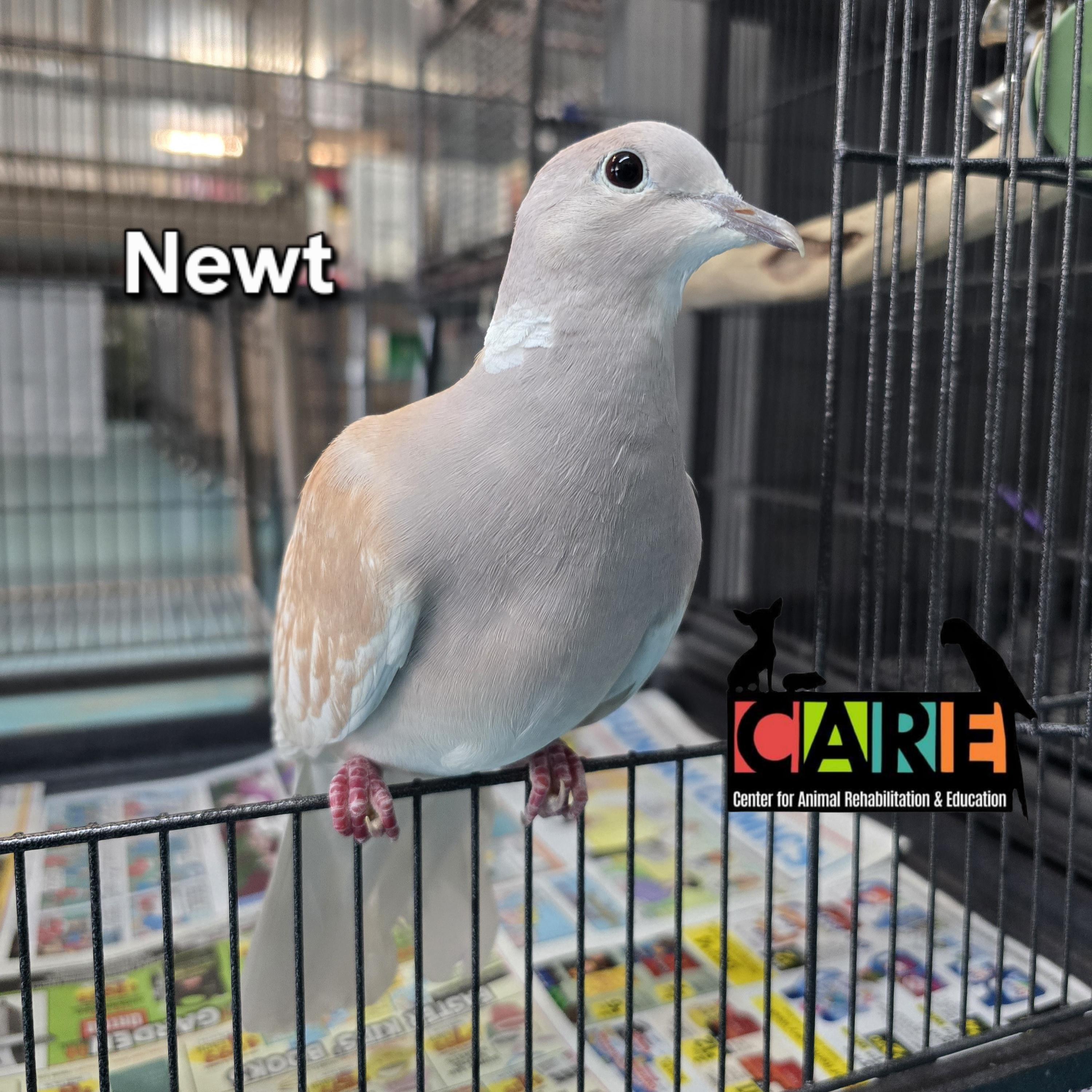 Enlarge Newt, an adopted mixed breed in Waukesha, WI image 1/4