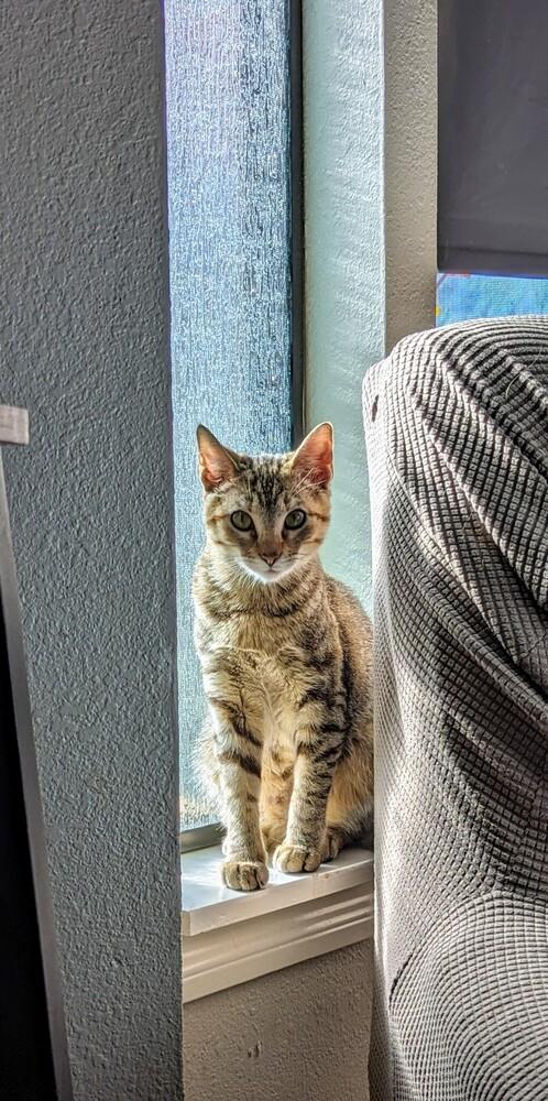 Enlarge Margarita, a Adoptable mixed breed in Dallas, TX image 4/4