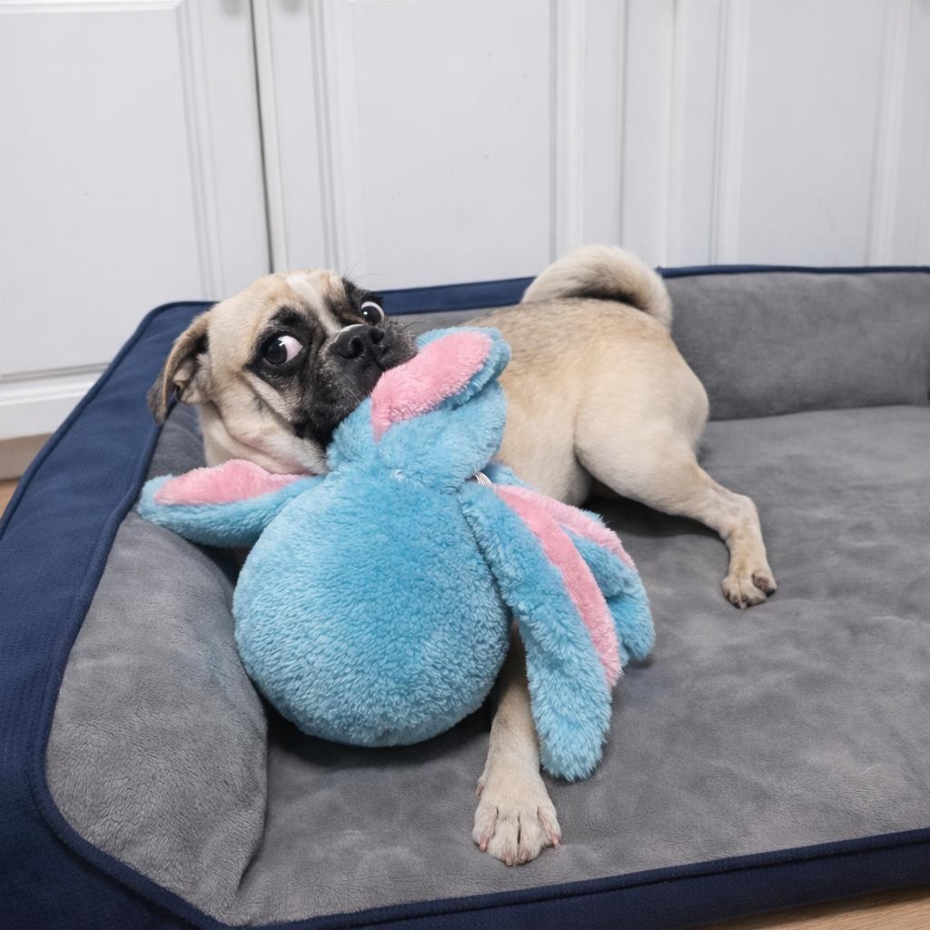 Enlarge Poppy, an adopted mixed breed in Lunenburg , MA image 3/3