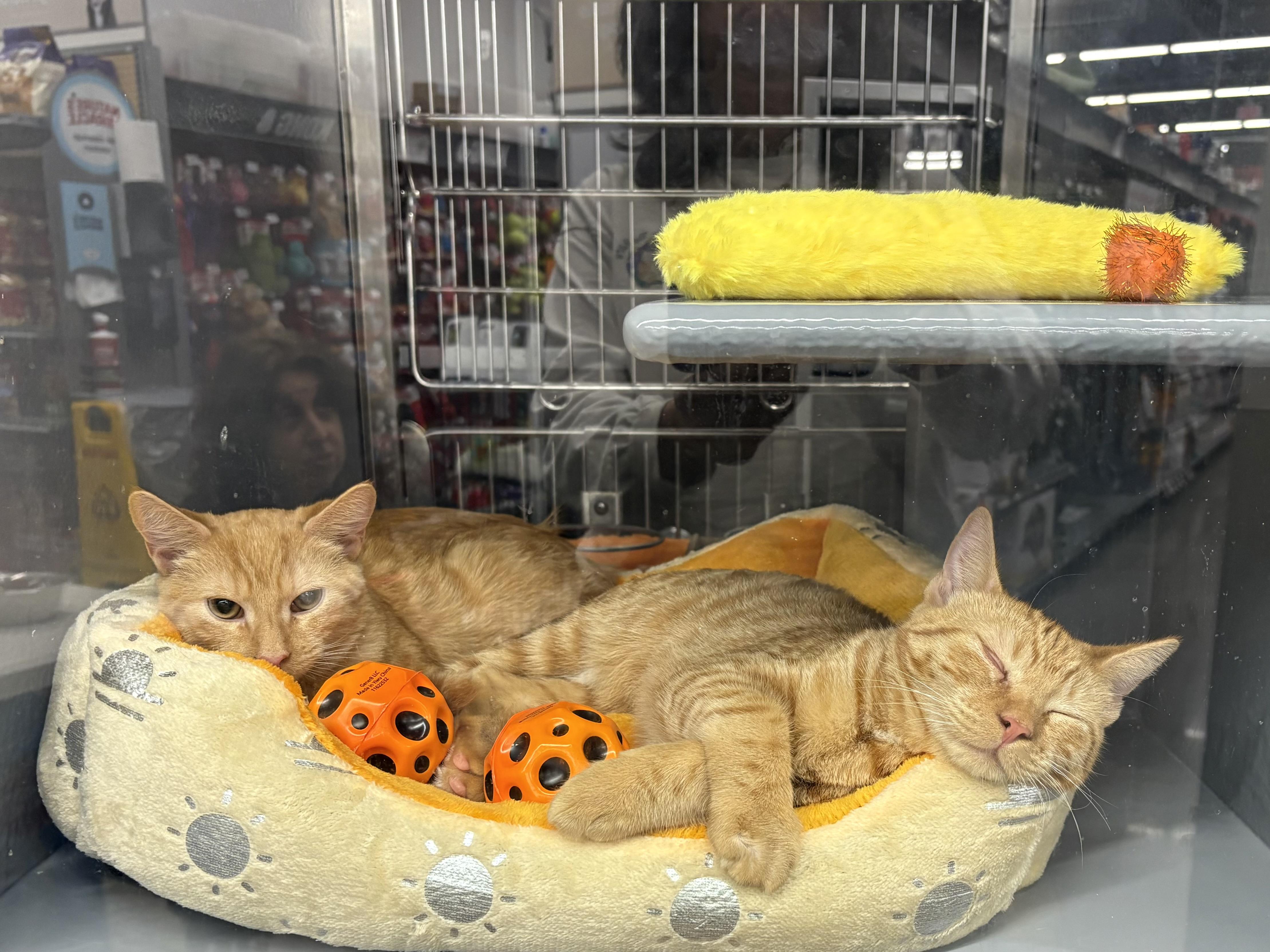 Baby Blue, Adoptable, Kitten Male Domestic Short Hair.