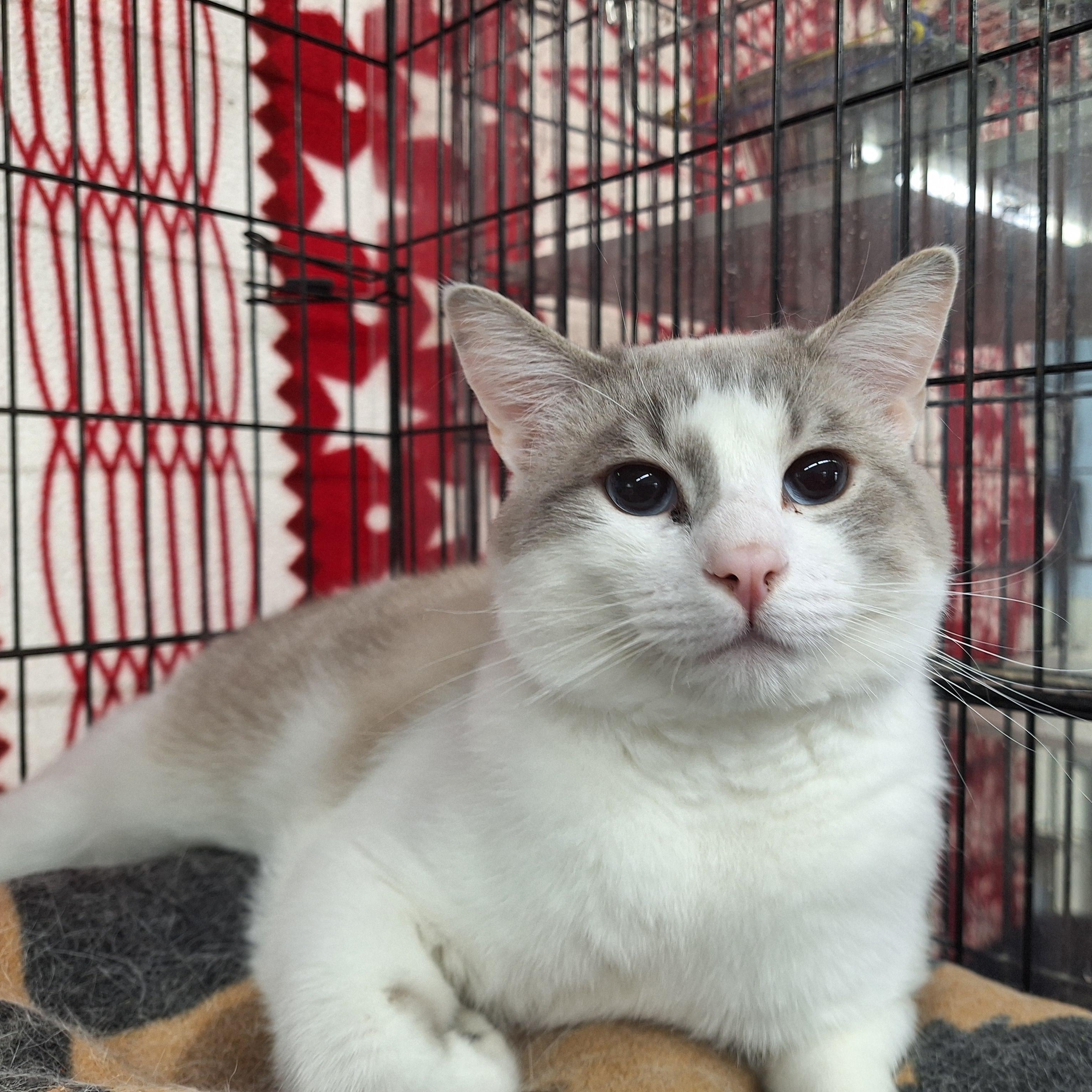 Axel, ADOPTABLE, Young Male Domestic Short Hair.