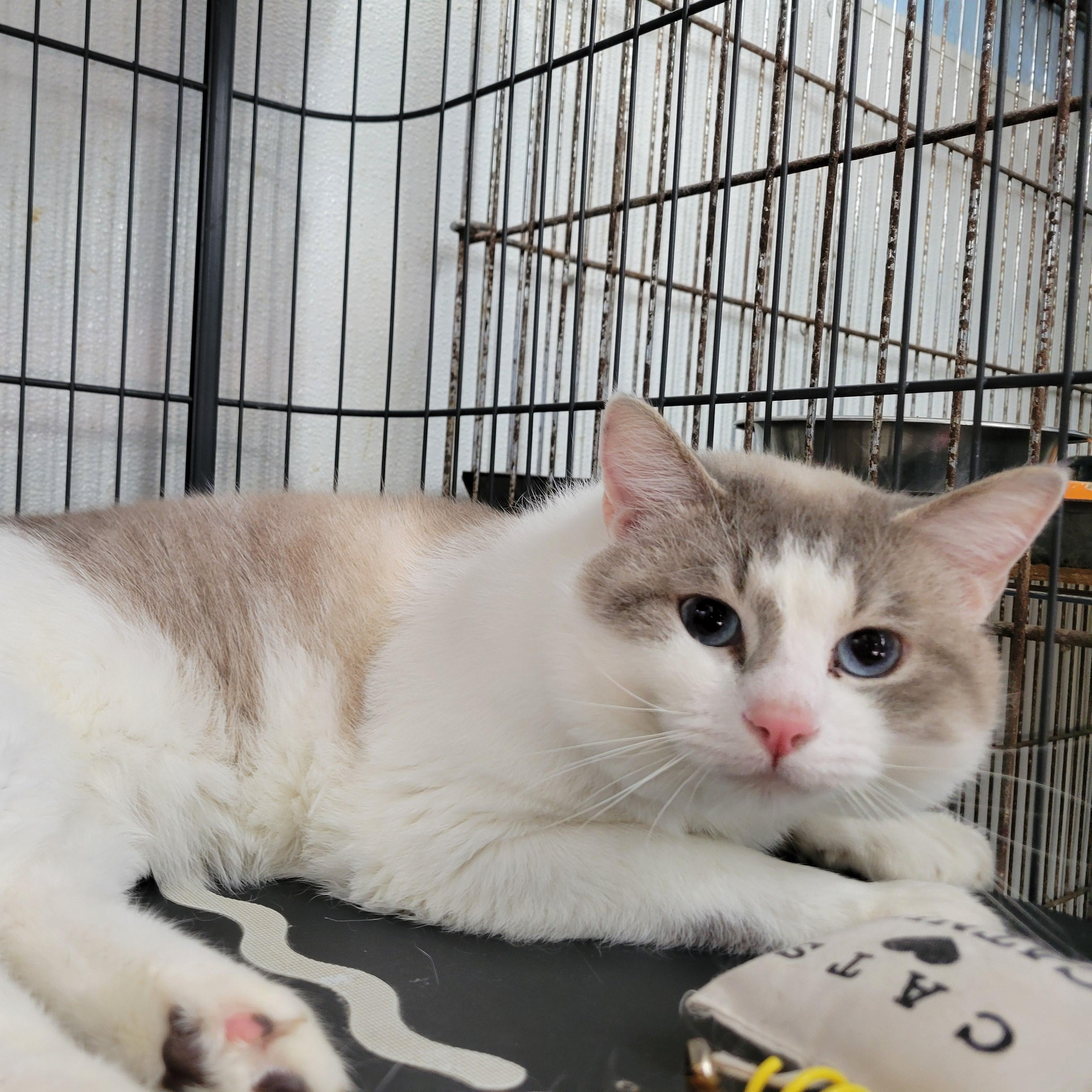 Axel, a ADOPTABLE Domestic Short Hair in Clarinda, IA image 1/4