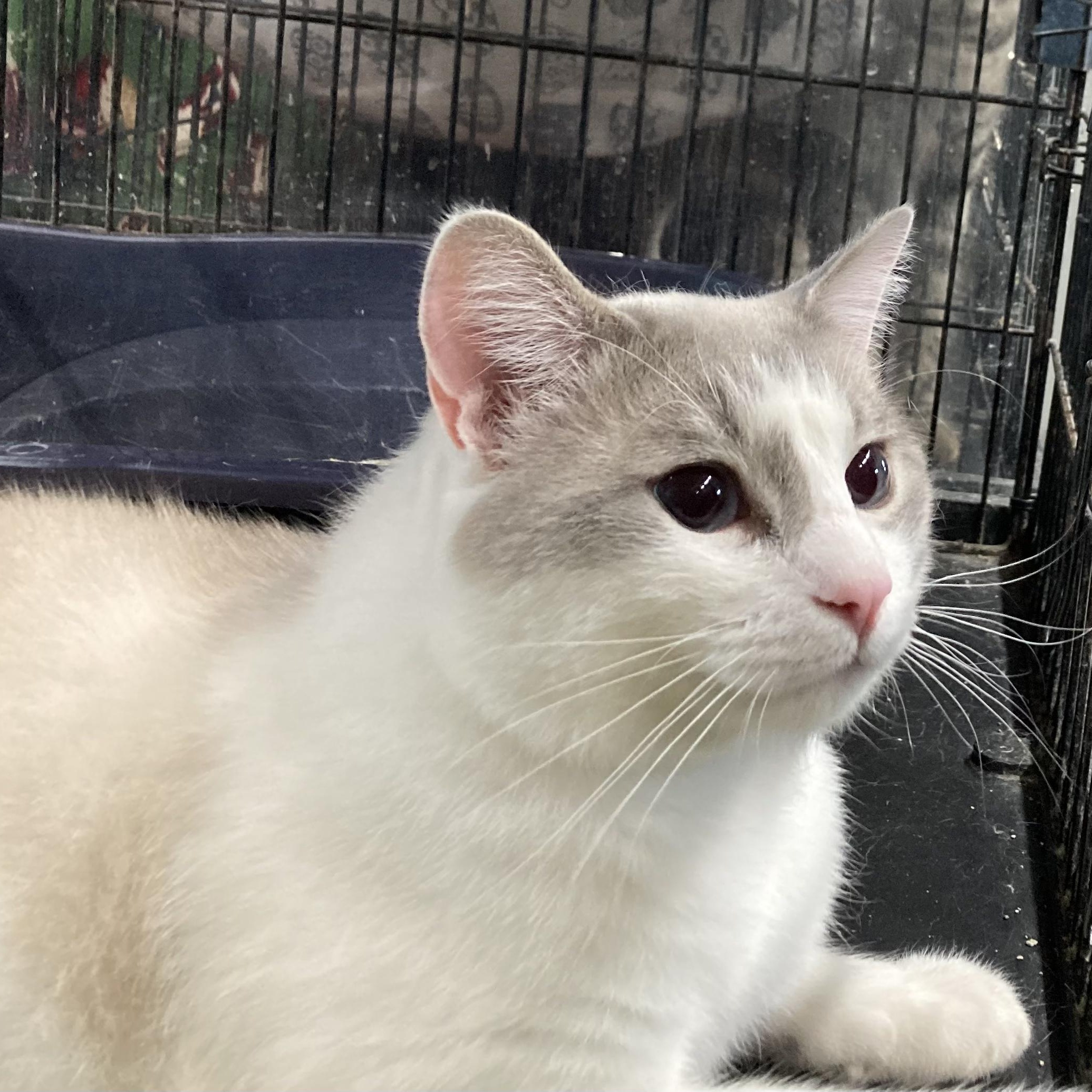 Enlarge Axel, a ADOPTABLE Domestic Short Hair in Clarinda, IA image 6/6