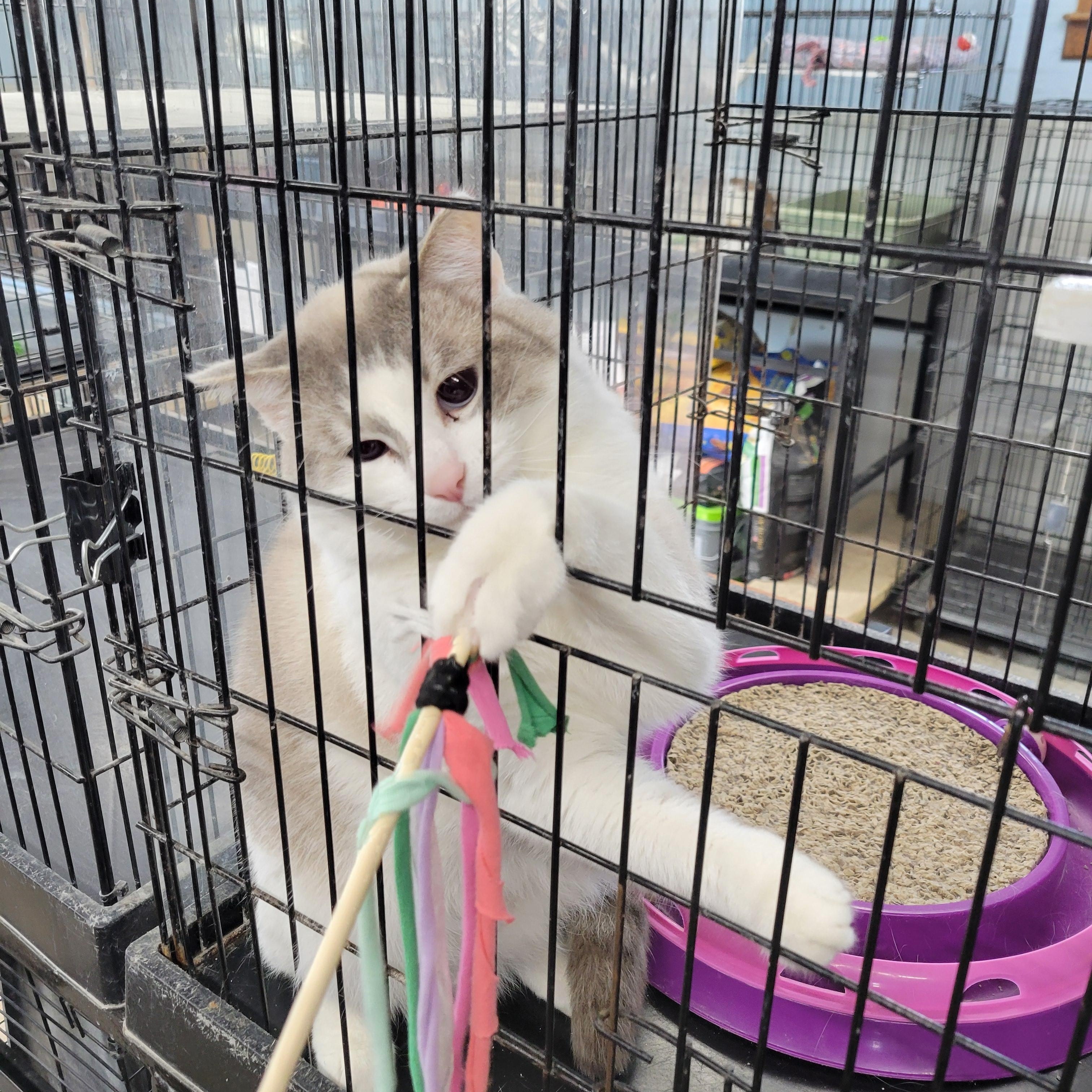 Axel, a ADOPTABLE Domestic Short Hair in Clarinda, IA image 4/4