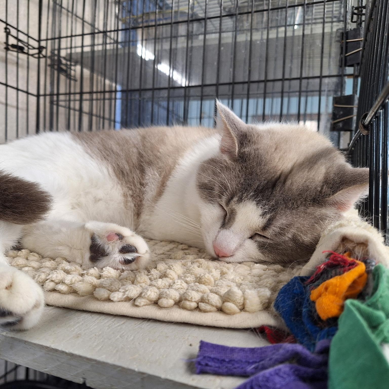 Axel, a ADOPTABLE Domestic Short Hair in Clarinda, IA image 2/4
