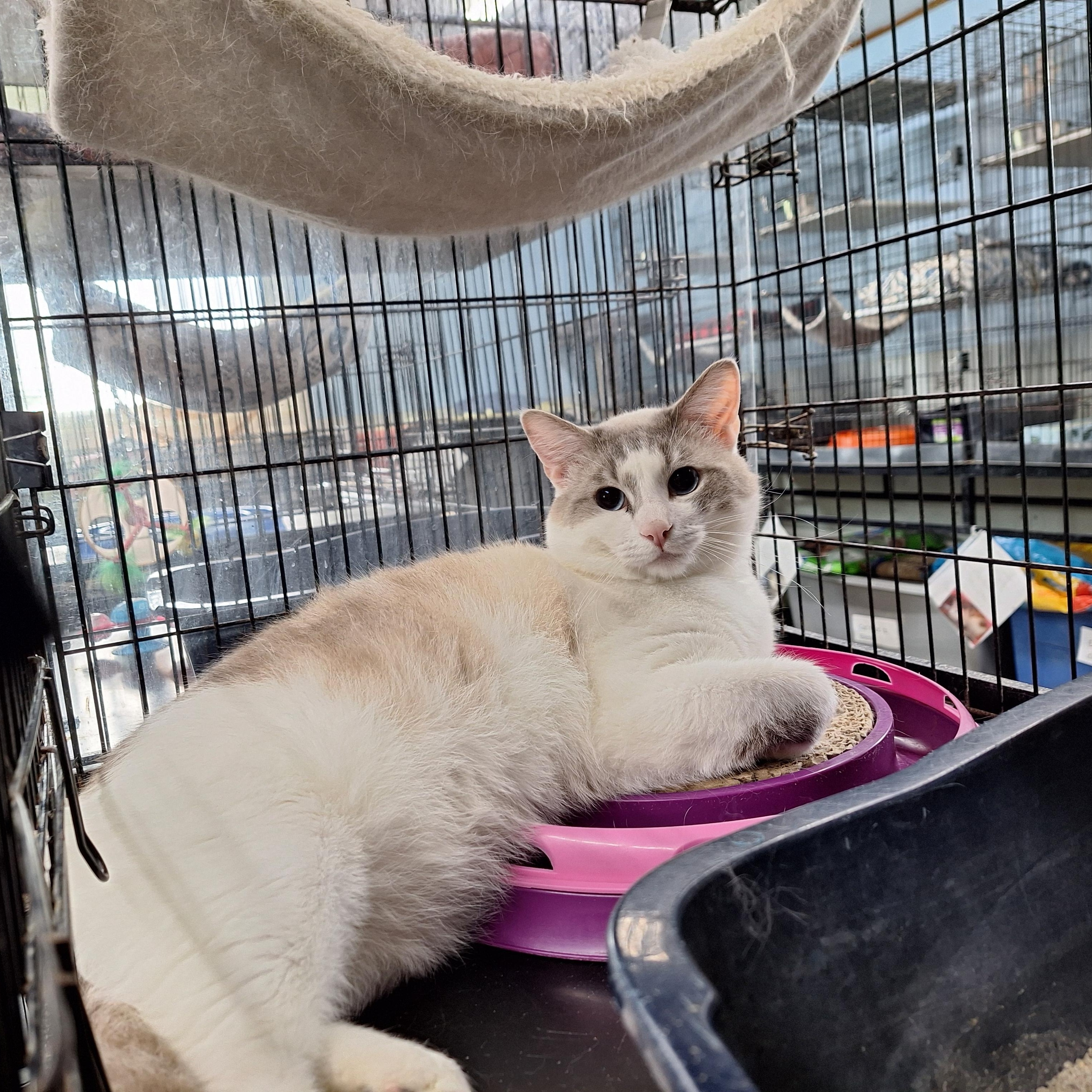 Enlarge Axel, a ADOPTABLE Domestic Short Hair in Clarinda, IA image 4/6