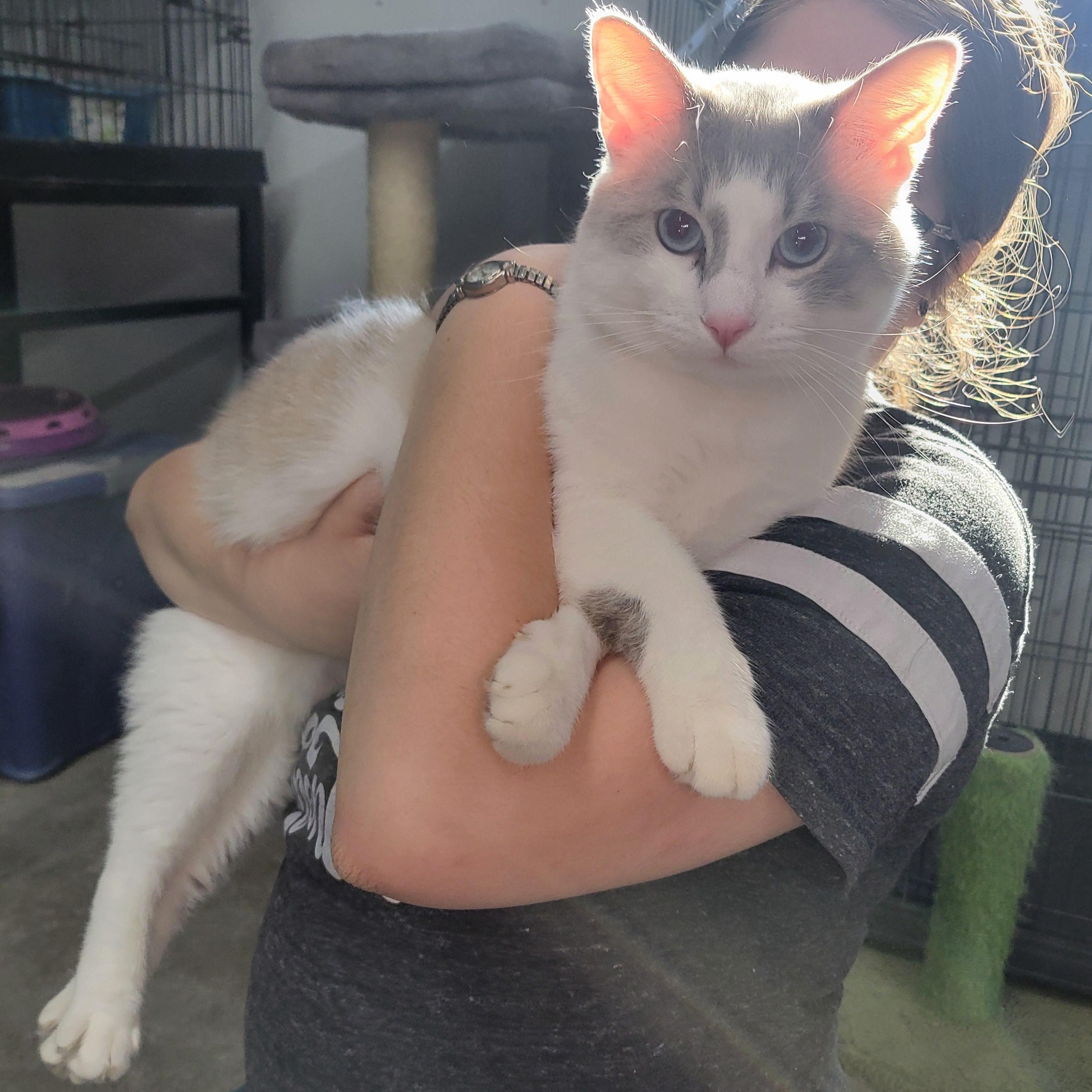 Enlarge Axel, a ADOPTABLE Domestic Short Hair in Clarinda, IA image 5/6