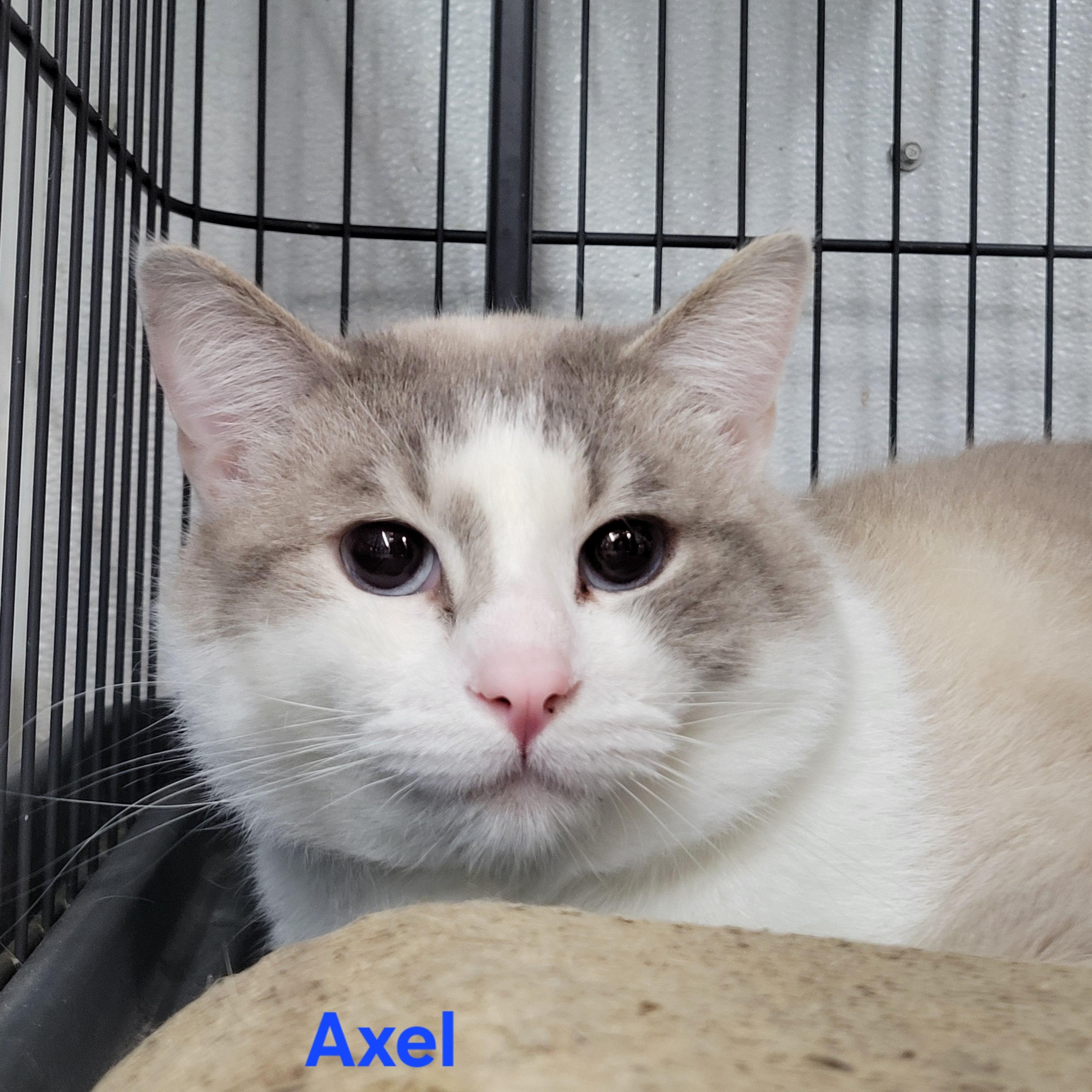 Axel, a ADOPTABLE Domestic Short Hair in Clarinda, IA image 3/4
