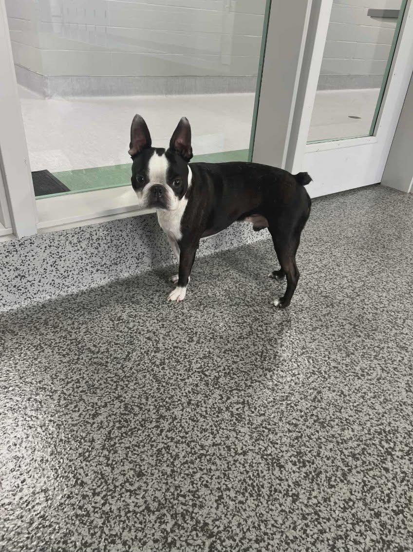 Rocky, a Adoptable Boston Terrier in Waterloo, IA image 1/2